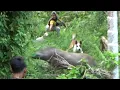 Download Lagu NYARIS !!! BABI HUTAN KELUAR SECARA MENDADAK DARI DALAM SARANGNYA||BURUAN AMBALAU PADANG SAGO