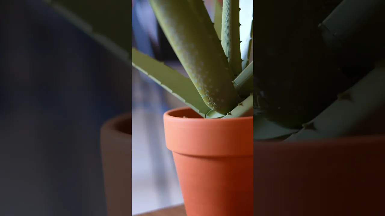 Aloe Vera Pen Plant video thumbnail