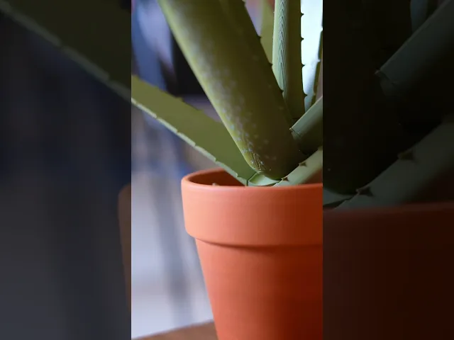 Aloe Vera Pen Plant video thumbnail