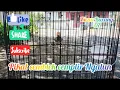 Download Lagu Pikat cemblek cemplir Ngalun