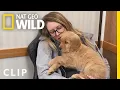 Wobbly Puppy The Incredible Dr Pol