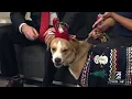 Adoptable pets at the Houston Humane Society Meet Arnold