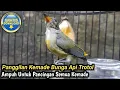 KEMADE LAIN LANGSUNG NYAUT!!! PANCINGAN CABAI BUNGA API TROTOL