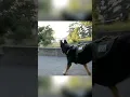 Download Lagu Hoe Te Ontsnappen Aan Een Politiehond