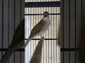 Download Lagu Burung kapas Tembak Gacor disaat pagi #shorts