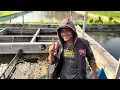 Download Lagu Ini baru panenan Koi kualitas langsung petani ‼️harus rebutan ini