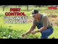 Life Happens Sweet Potatoes Are Out Of Control