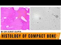 HISTOLOGY OF COMPACT BONE