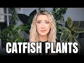 The Plants that Fooled Us All Houseplants NO ONE should be buying in 2026
