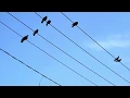 Download Lagu Short Movie, Ulangtahun RSKS.