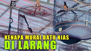 Download HARGANYA JADI MURAH‼️murai batu nias di anak tirikan MP3