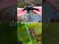 Lagu Learn Insect Bug Names for Babies Kids at the Stream: Butterfly Praying Mantis #SpringOnYouTube