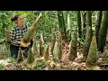 Download Lagu Aby care when mom is away - Harvest bamboo shoots for sale | Tương Thị Mai
