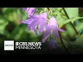 What is the creeping bellflower