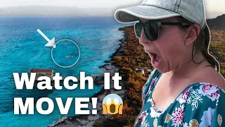 What IS That? Unidentified Swimming Object