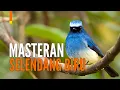Download Lagu Suara Burung Selendang Biru Masteran [Sikatan Ninon] | GACOR