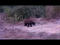 Hunting and Pork Cooking