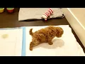 My Apartment Dog Masters in Indoor and Outdoor Potty Training
