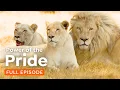 Download Lagu One Lion Pride Against All: The life of White Lions | 4K Nature Documentary
