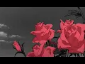 kali uchis - i wish you roses (slowed + reverb)