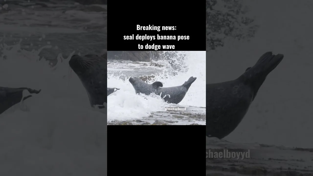 Seal banana poses