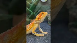 3 charged in organized reptile thefts across Fairfax County police say