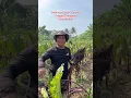 Download Lagu JIMMY HANTU Cara tanam talas cepat besar 💪