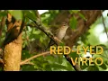 Download Lagu Vireo bermata merah