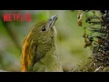 Download Lagu Menari Bersama Burung | Klip | Netflix