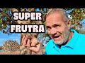 Por que o Baru é a super fruta do Cerrado? Descubra Agora!