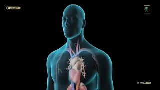 تقرير طبيبكم عن أضرار التدخين 