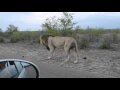Lion charges car in Kruger