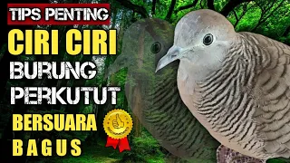 Download CIRI CIRI BURUNG PERKUTUT BERSUARA BAGUS. !!! TIPS PENTING MP3