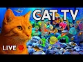 Lagu CAT TV 🐟 Live Aquarium for Cats to Watch — Guppies, Mollies \u0026 Neon Tetras (4K)