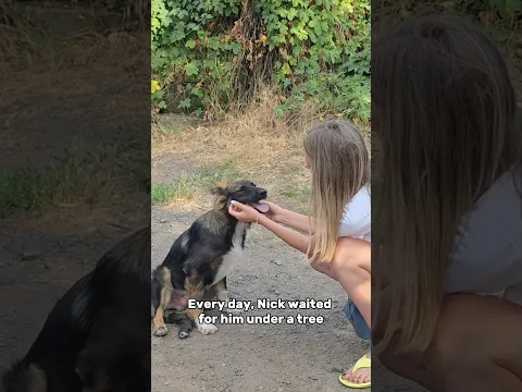 He Couldn’t Keep Nick, So He Asked Us for Help ❤️🩹#adoptstrays #straydogs #shelter #secondchances