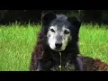 Am I Coming Through? - Song about losing a pet. 💔🐾