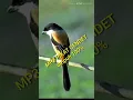 suara khas burung cendet cocok untuk pikat