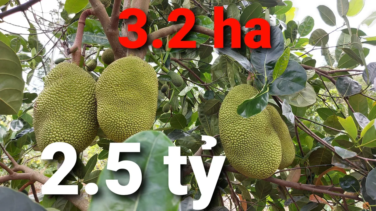 Bán 3.2 ha đất tiêu cà và các loại cây ăn trái. giá 2.5 tỷ