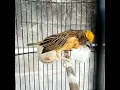Download Lagu Pancingan Suara Burung Manyar gacor Jos #kicaumanianusantara #shorts #shortviral #kicaumania