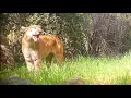 A Mountain Lion Screams In The Angeles National Forest