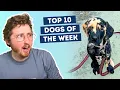 Download Lagu We Have Never Seen A Dog Like This