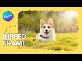Create Ripped Frames in Canva Creative Tricks in Canva