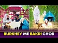 Download Lagu Burkhey Me Chupy Bakri Chor 😂 Wait For End