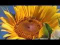 Download Lagu PERIARMONICA 🍐🎶🎧🎵LEKHOLM DM48X, Sonido de armónica por Ignacio Perandres