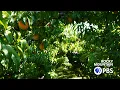 Colorado Experience Palisade Peaches