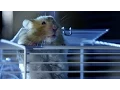 Download Hamster's great escape | Pets - Wild at Heart: Episode 2 preview | BBC One mp4 3gp mp3 videos - waplic