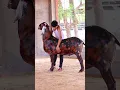 Download Lagu Qurbani Qurbani Mubarak❤️ #bakraeid #bakraeid2024 #bakraeidspecial #bakra #goats #trending #biggoats