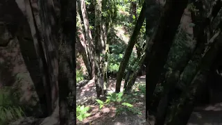 #fyp #vlog #pets #doberman #life #nature