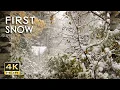 4K HDR First Snow - Peaceful Snowing - Relaxing Snowy Winter Video - Forest Snowfall - Sleep/ Relax