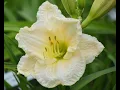 STEVE S DAYLILLIES 2026